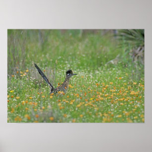 Póster Correcaminos Grande, Geococcyx