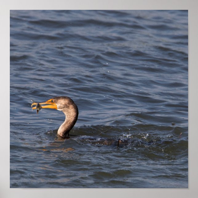 Póster Corredor de doble cresta con Poster de pescado (Frente)