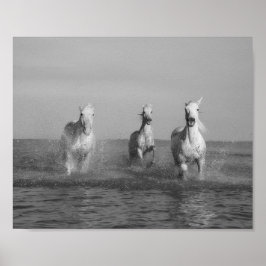 Póster Correr, caballos blancos, océano, fotografía de ar