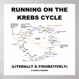 Póster Corriendo En El Ciclo Krebs (Humor De Ciencia)