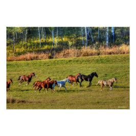 Póster Corriendo rebaño de caballos y foto de ecuación de