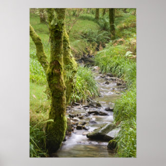 Póster Corriente de Woodland en el distrito Lake