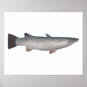 Póster Corsula