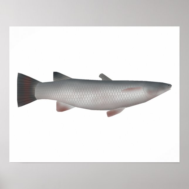 Póster Corsula (Frente)