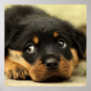 Póster Corta cachorro de rottweiler