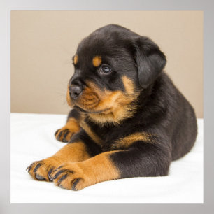 Póster Corta cachorro de rottweiler