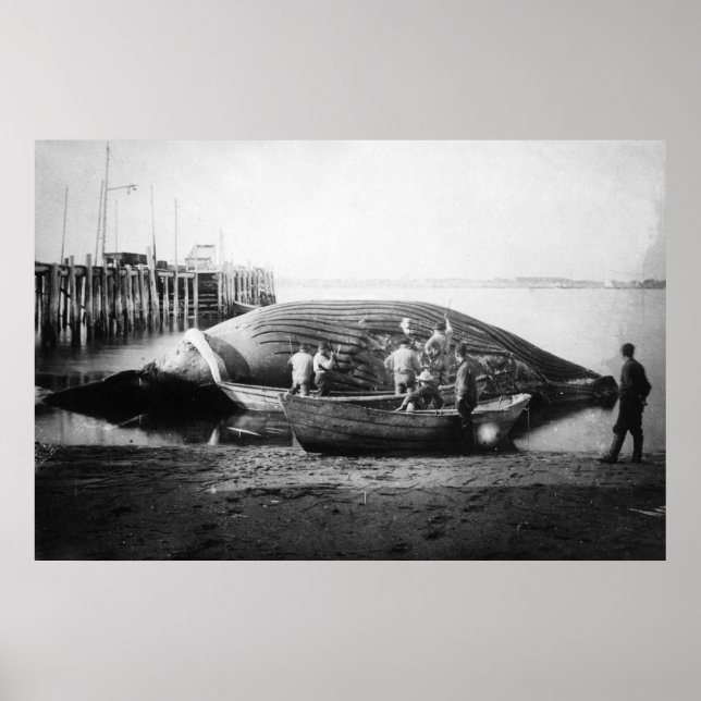 Póster Cortando una ballena azul en Alaska. Fotografía (Frente)