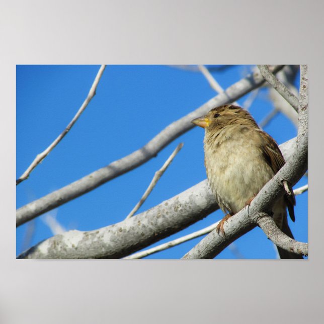 Póster Cortar el gorrión (Frente)