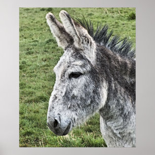 PÓSTER CORTE DONKEY