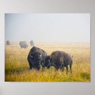 Póster Cortejando a Bison en Yellowstone