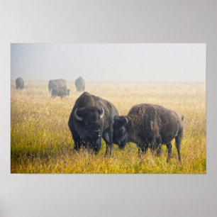 Póster Cortejando Bisonte en Yellowstone