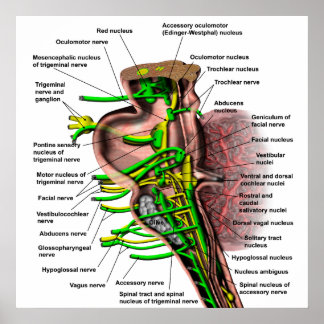 Póster Cortejo cerebral que muestra el origen de diversos