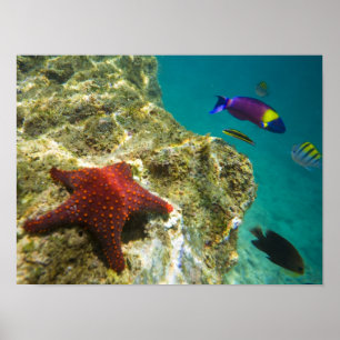 Póster Cortez Rainbow Wrasse macho y hembra y mar