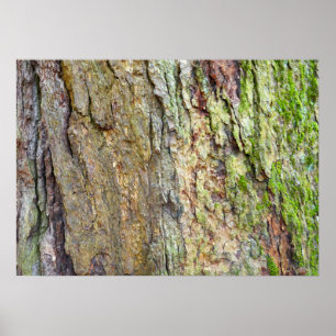 Póster Corteza de árbol cubierta de musgo