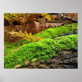 Póster Corteza de árbol en musgo de otoño - Personalizado