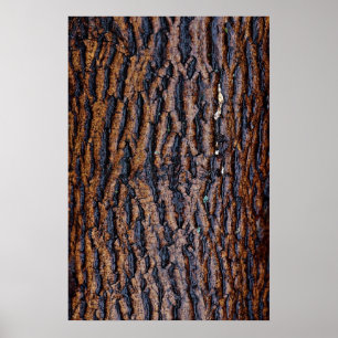 Póster Corteza de árbol húmedo