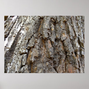 Póster Corteza de árbol IV Naturaleza abstracta