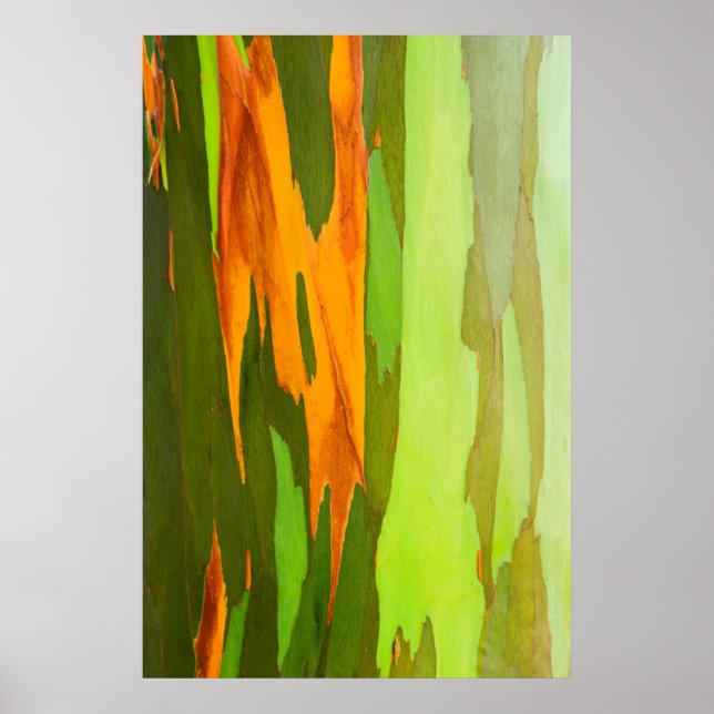 Póster Corteza de eucalipto arco iris, Hawaii (Frente)