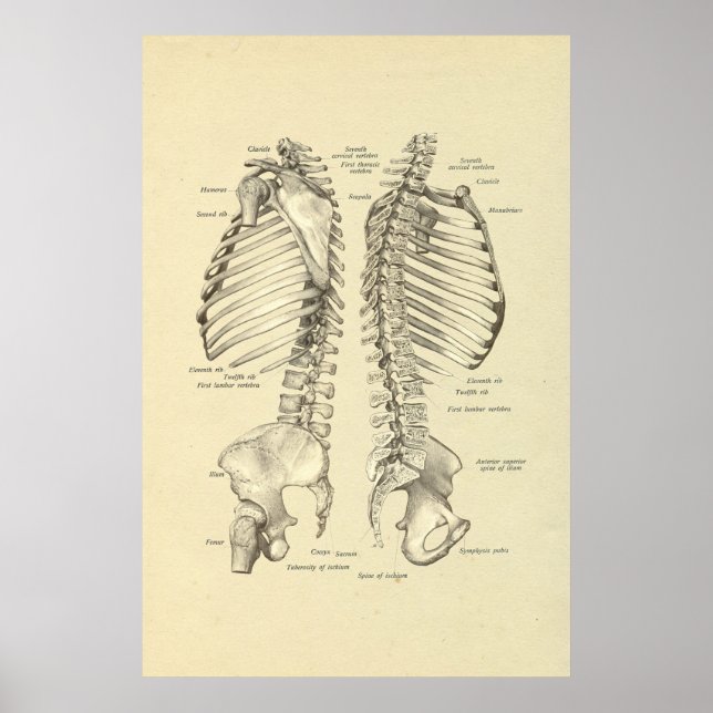 Póster Corto de la Cruz Esquelética Humana de la Impresió (Frente)