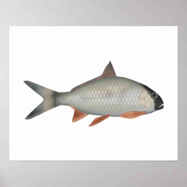 Póster Corvina de Assam (Frente)