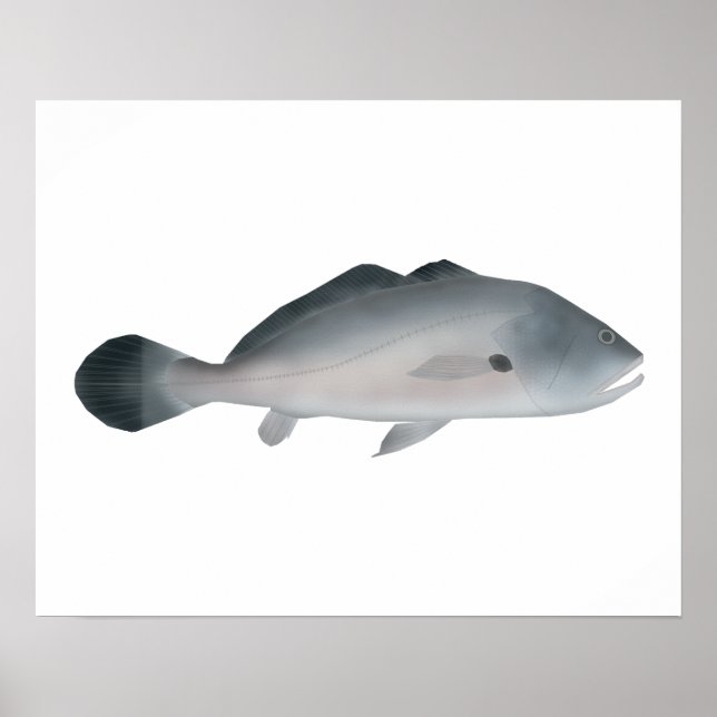 Póster Corvina de Plata Sudamericana (Frente)