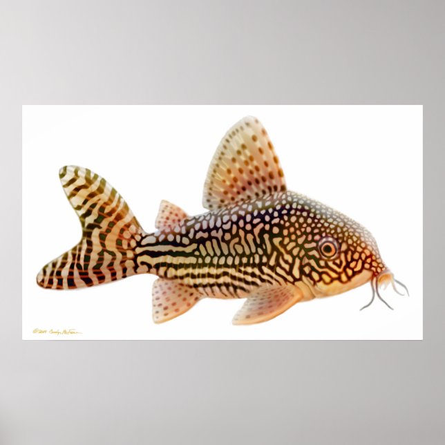 Póster Corydoras Sterbai Catfish Print (Frente)