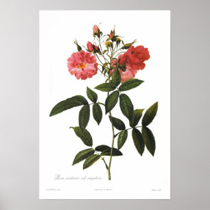Póster Corymbosa sub de los palustris de Rosa
