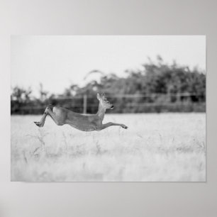 Póster "Corzo Saltando Fotografía de Fauna en Blanco y Ne