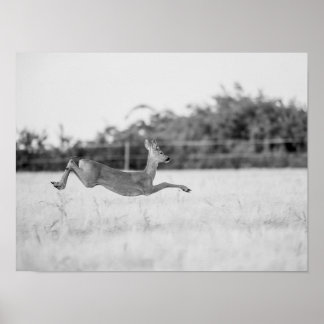 Póster "Corzo Saltando Fotografía de Fauna en Blanco y Ne