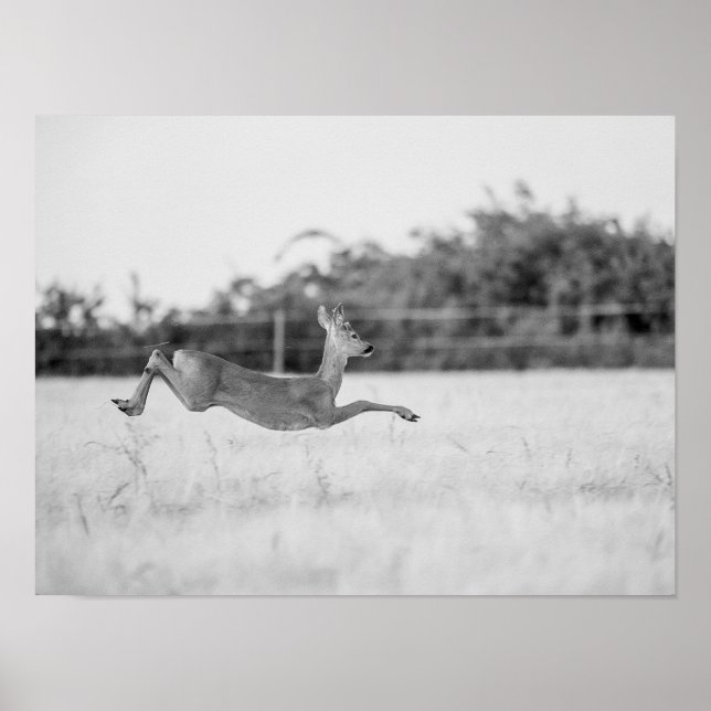 Póster "Corzo Saltando Fotografía de Fauna en Blanco y Ne (Frente)