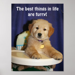 Póster Cosas del perrito del golden retriever las mejores