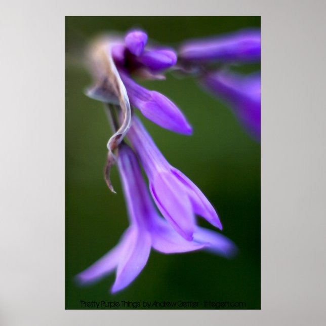 Póster "Cosas moradas de Bonito" por Andrew Gettler (Frente)