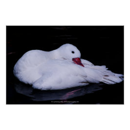 Póster Coscoroba Swan P3442