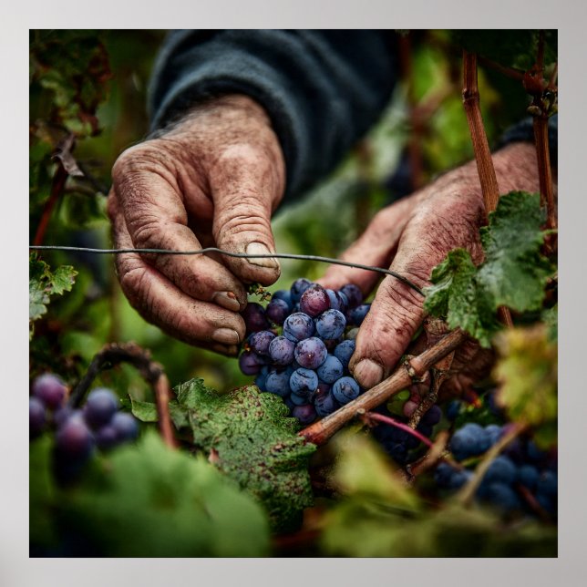 Póster Cosecha alemana - Cierre de manos de recolección d (Frente)