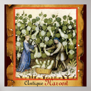 PÓSTER COSECHA DE CALABAZAS ANTIGUAS