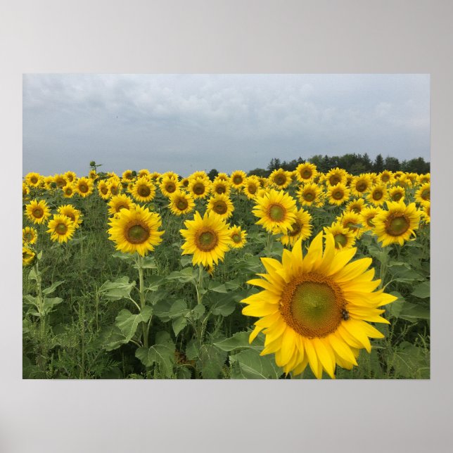 Póster Cosecha de campo de girasol ruso (Frente)