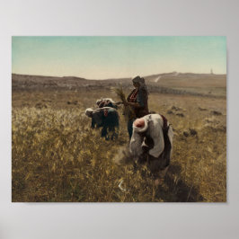 Póster Cosecha de cebada de cosecha en los campos de Belé