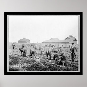 Póster Cosecha de las patatas en la universidad 1900 de