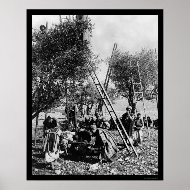 Póster Cosecha de Oliva Palestina 1886 (Frente)