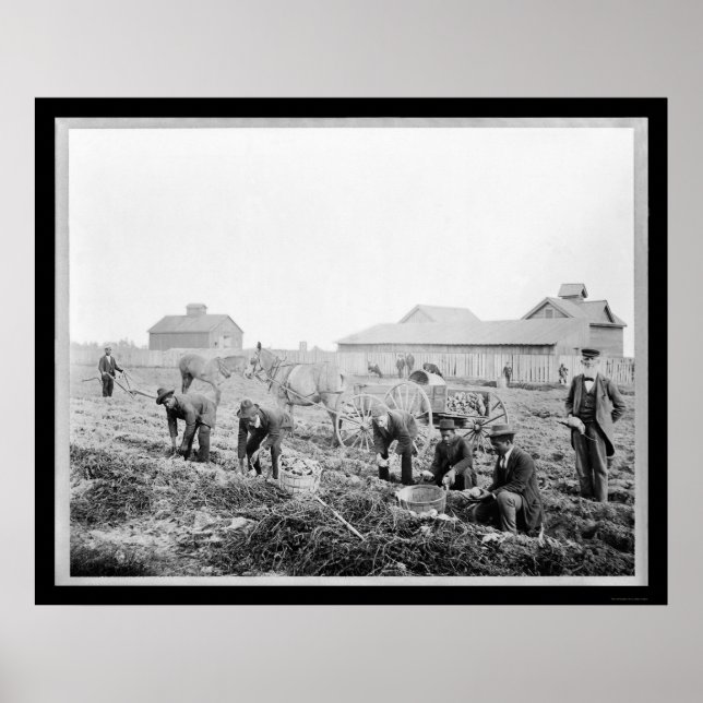 Póster Cosecha de patatas en la Universidad Claflin 1900 (Frente)