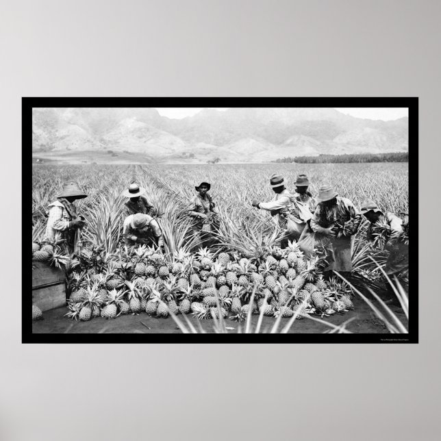 Póster Cosecha de piña en Hawái 1917 (Frente)