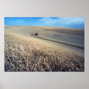 Póster Cosecha de trigo