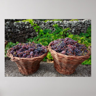 Póster Cosecha de uva