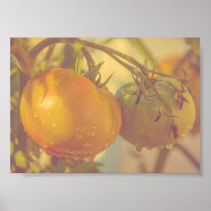 Póster Cosecha de verano de tomates de jardín