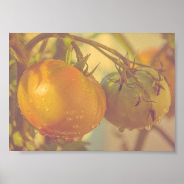 Póster Cosecha de verano de tomates de jardín (Frente)