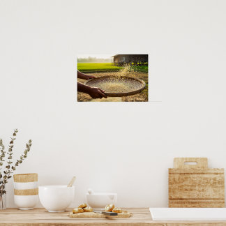 Póster Cosecha Grano, Campo de Arroz