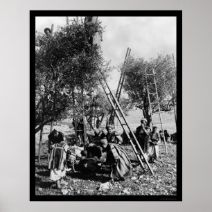 Póster Cosecha verde oliva Palestina 1886