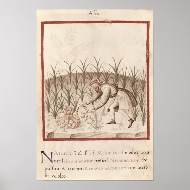 Póster Cosechando ajo (Frente)