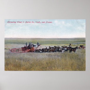 Póster Cosechando la escena del trigo