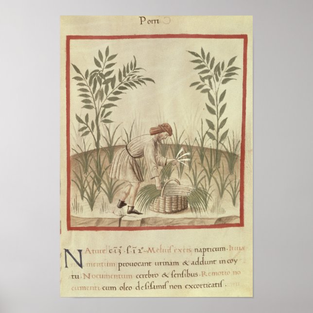 Póster Cosechando puerros, de 'Tacuinum Sanitatis' (Frente)